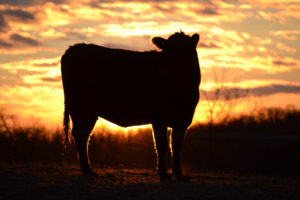 jan-2016-cow-at-sunset-2