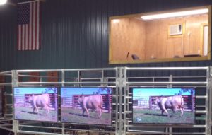 bull-sale