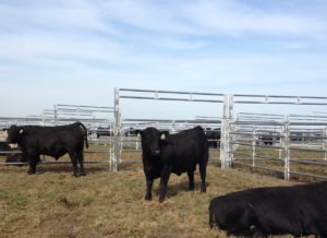 bull-sale-pic