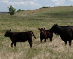 Easy Answer calves at kellers 2